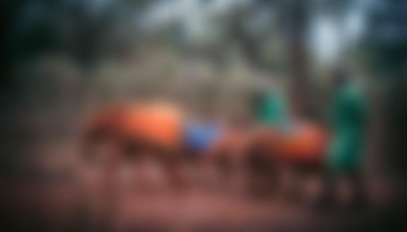 Sheldrick Wildlife Trust UK | Charici