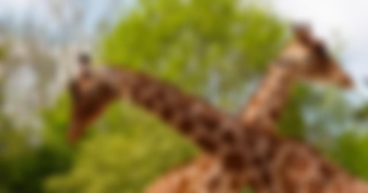 The Bristol Clifton And West Of England Zoological Society Limited | Charici