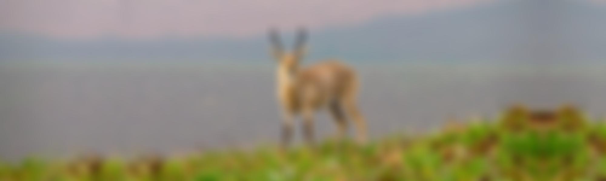 The Nyika-Vwaza (UK) Trust | Charici