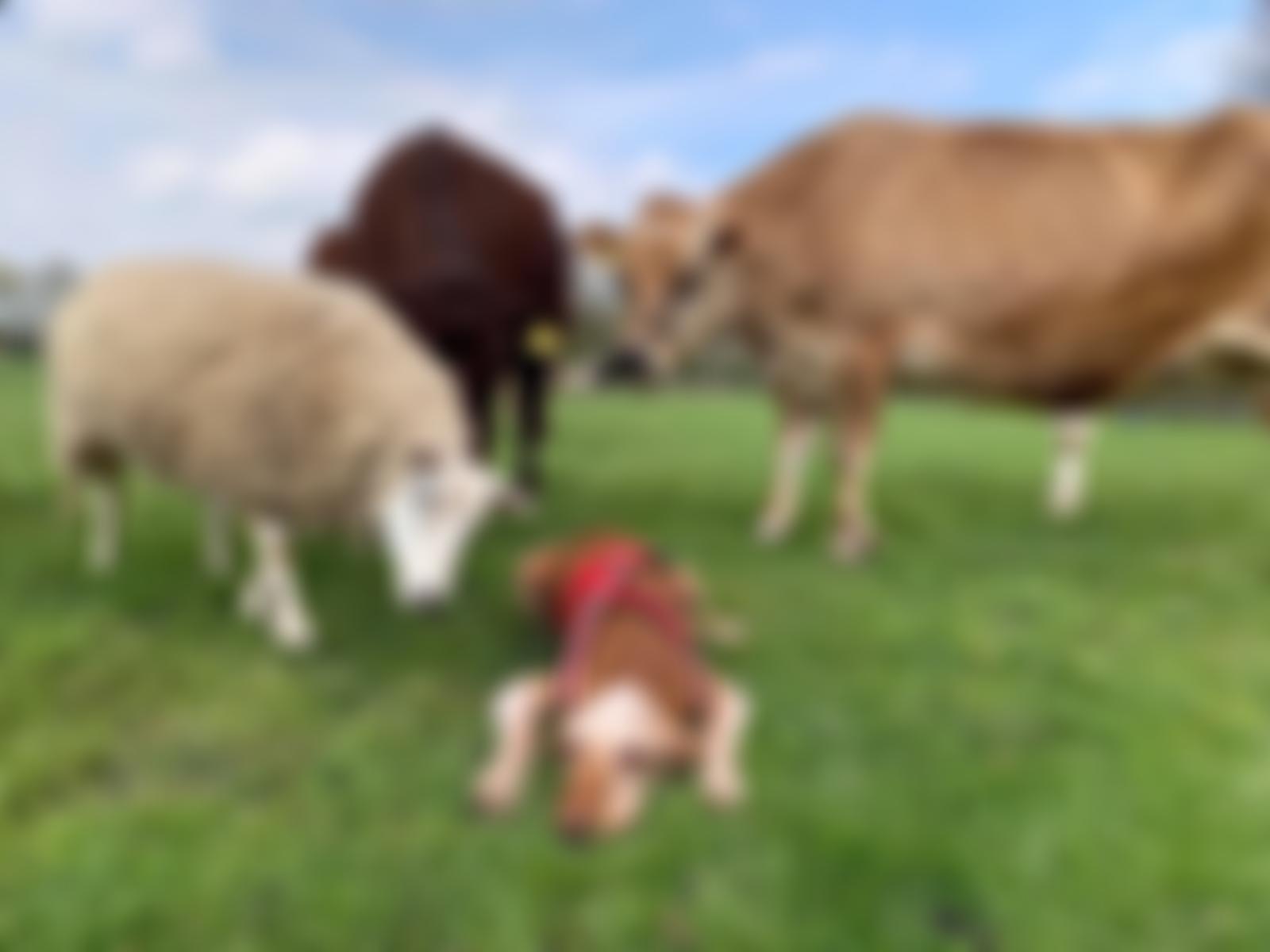 The Retreat Animal Rescue | Charici