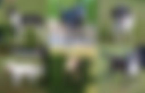 The Pine Ridge Dog Sanctuary | Charici