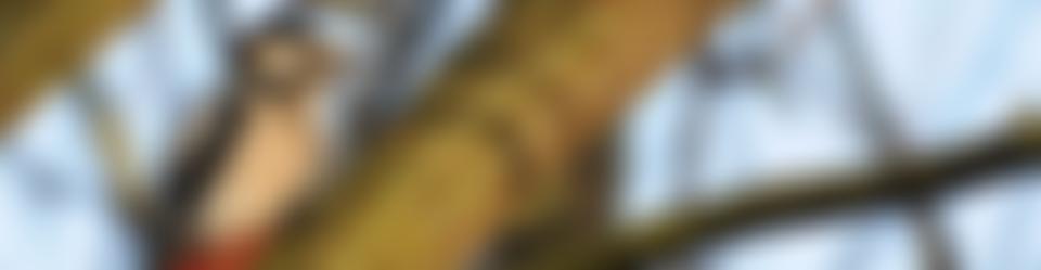 Shropshire Ornithological Society 2005 | Charici