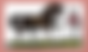 The Stables Horse Activity Centre | Charici