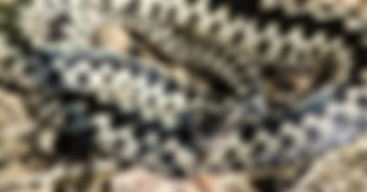 The Herpetological Conservation Trust | Charici