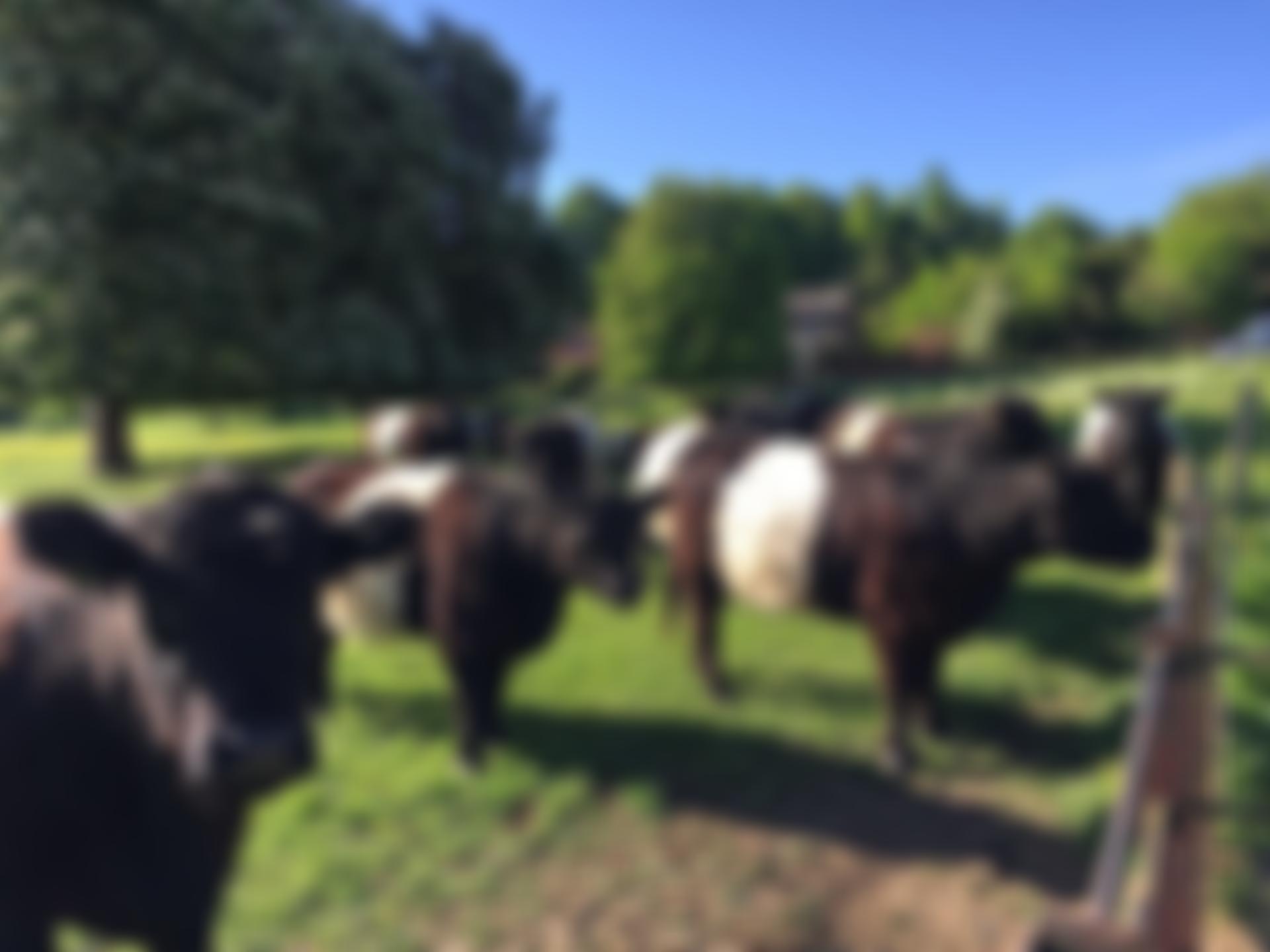 The Box Moor Trust | Charici