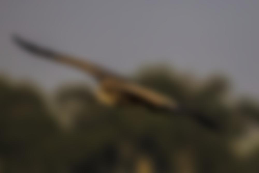 Wildlife Vets International | Charici