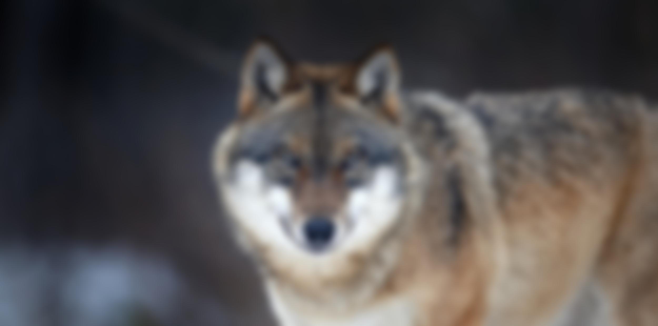 The Wolves And Humans Foundation | Charici
