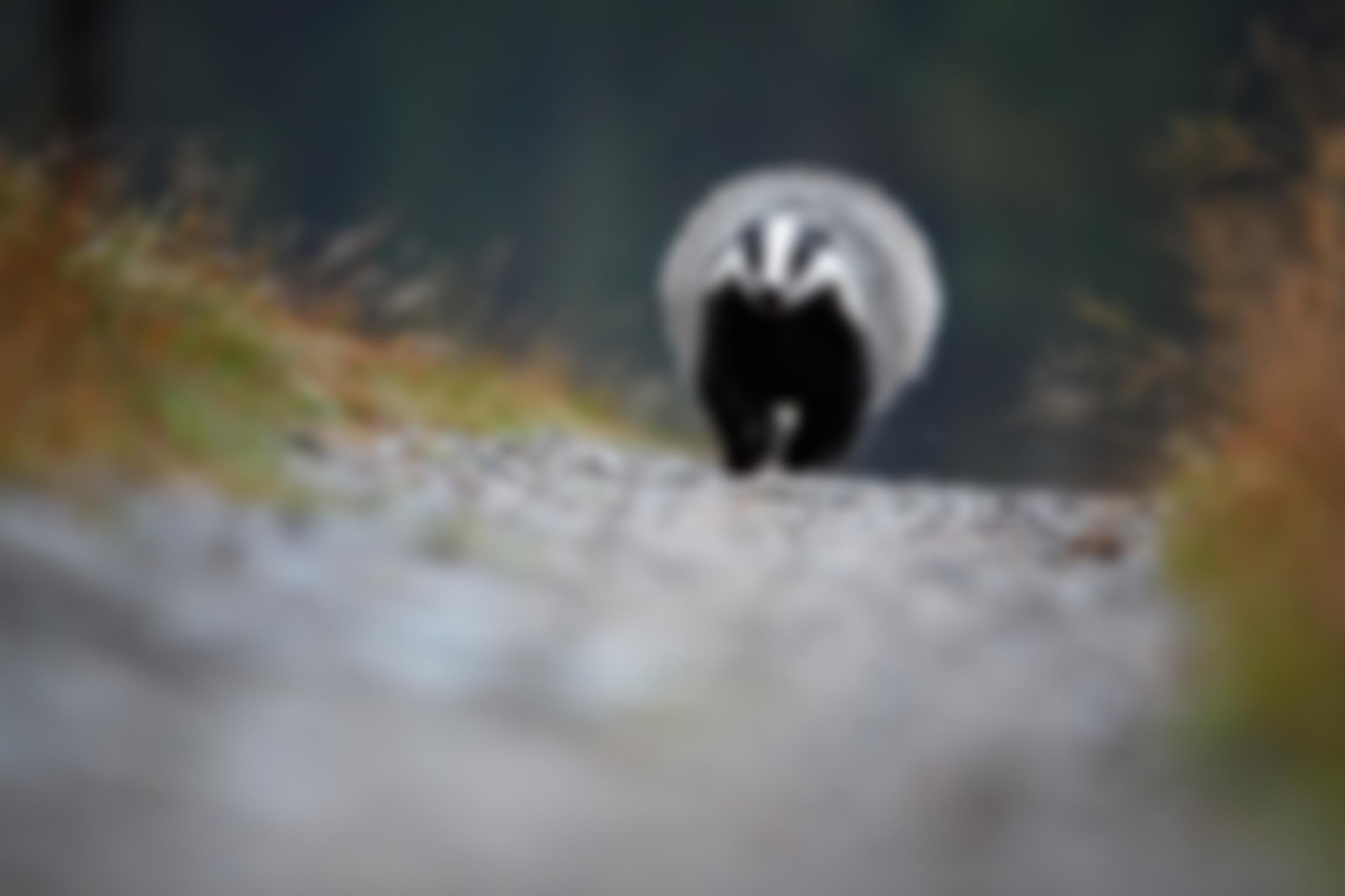 Badger Trust | Charici