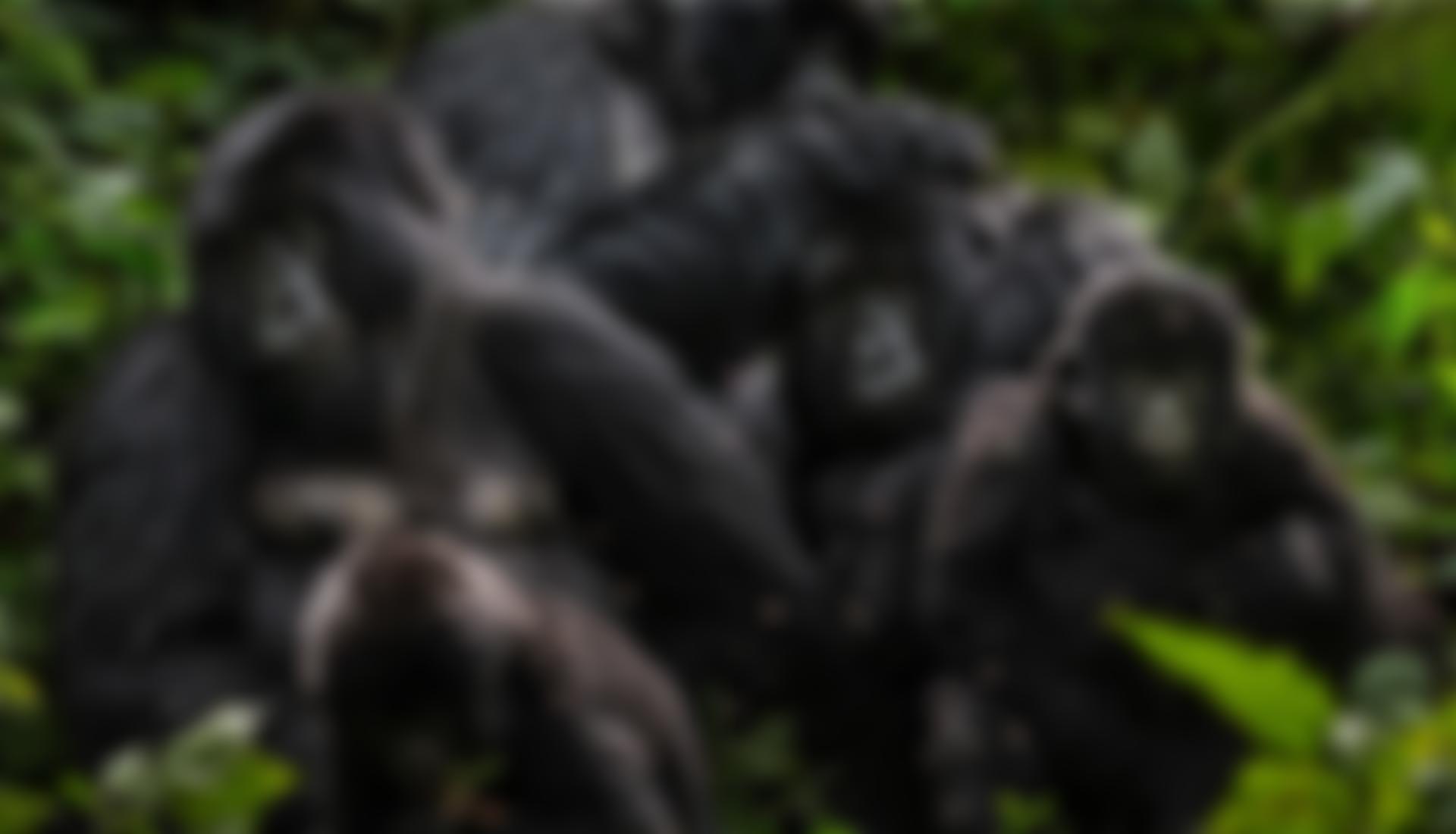 Virunga Foundation | Charici