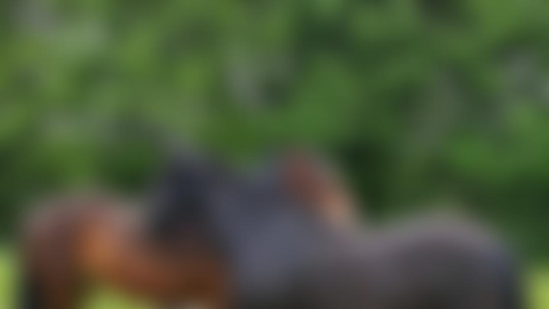 Barnsley Riding For The Disabled Association | Charici