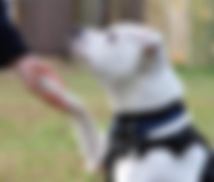 Royal Society For The Prevention Of Cruelty To Animals Suffolk Central Branch | Charici