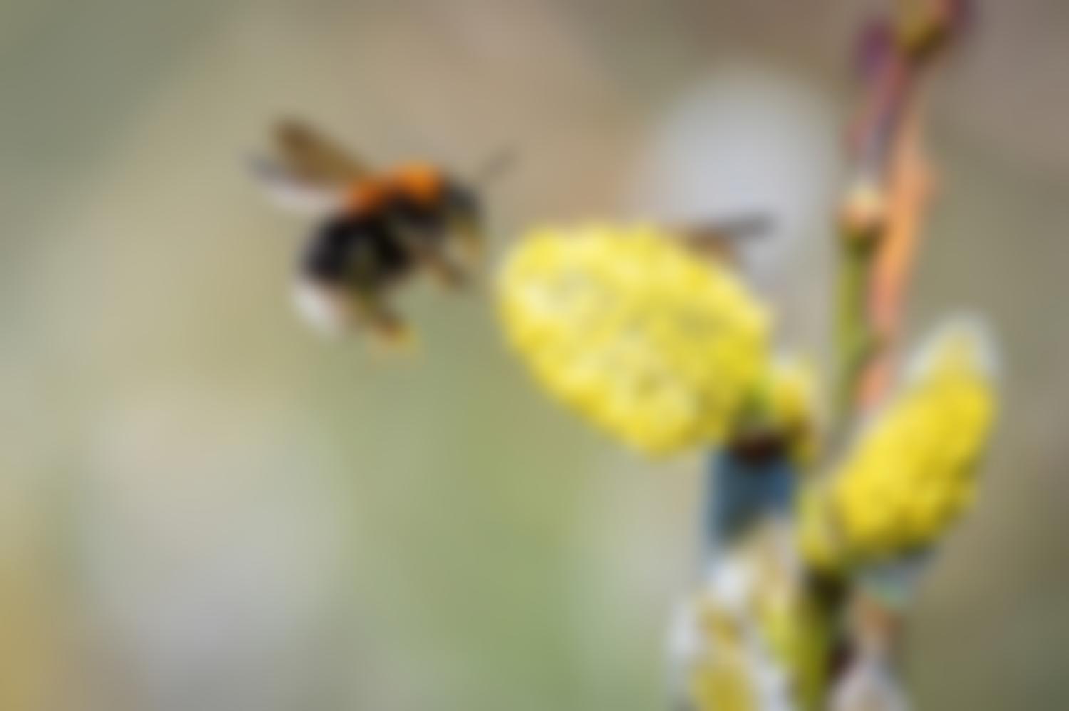 Bumblebee Conservation Trust | Charici