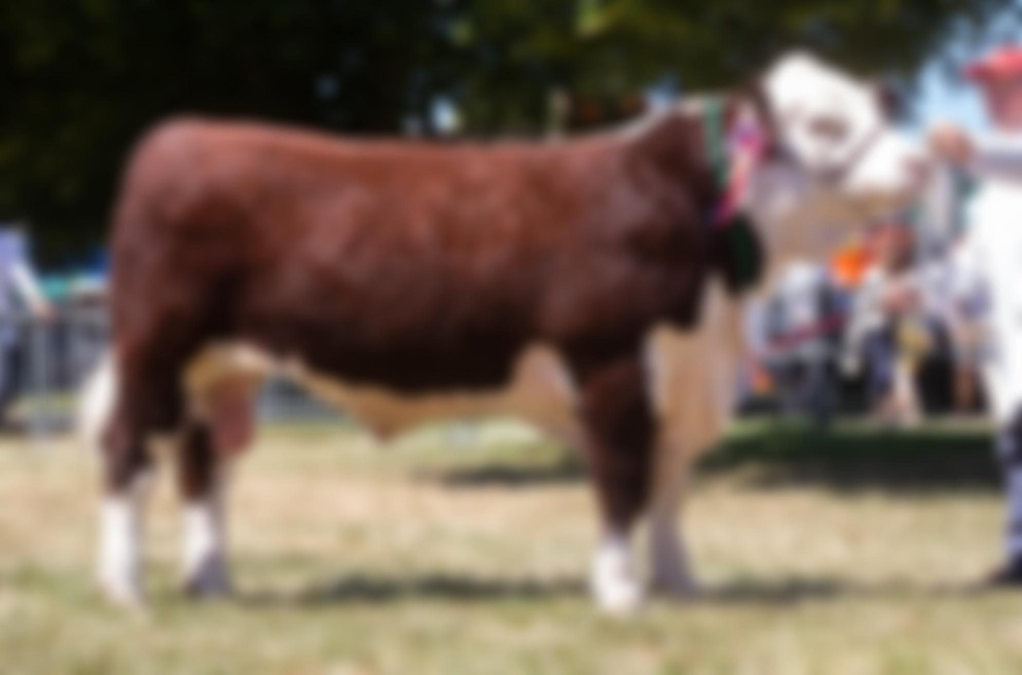 Midlands And East Anglia Hereford Breeders' Association | Charici