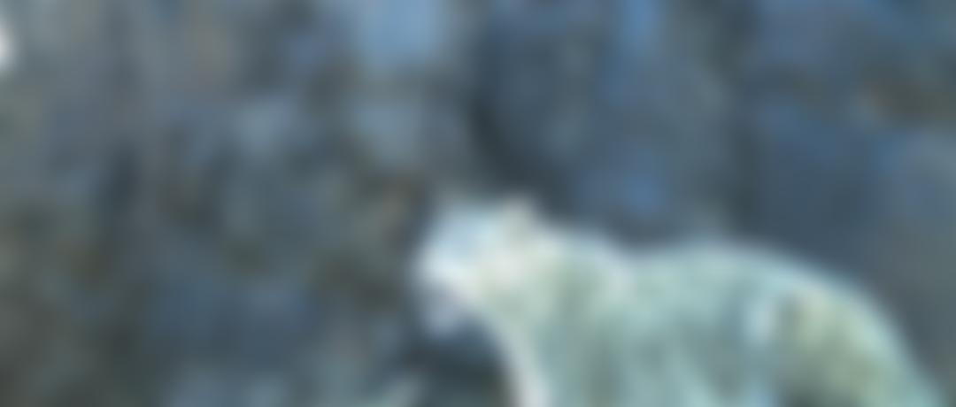 Snow Leopard Trust (UK) Limited | Charici