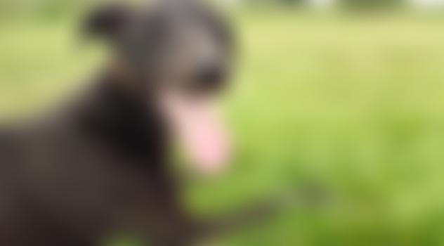 Pet Rescue Welfare Association | Charici