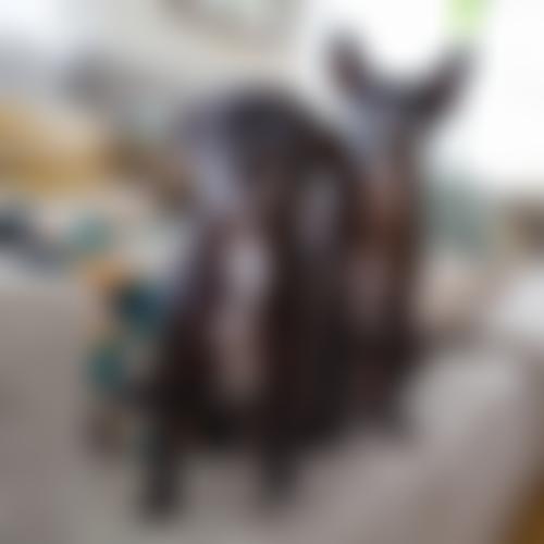 Rspca Sussex West Branch | Charici