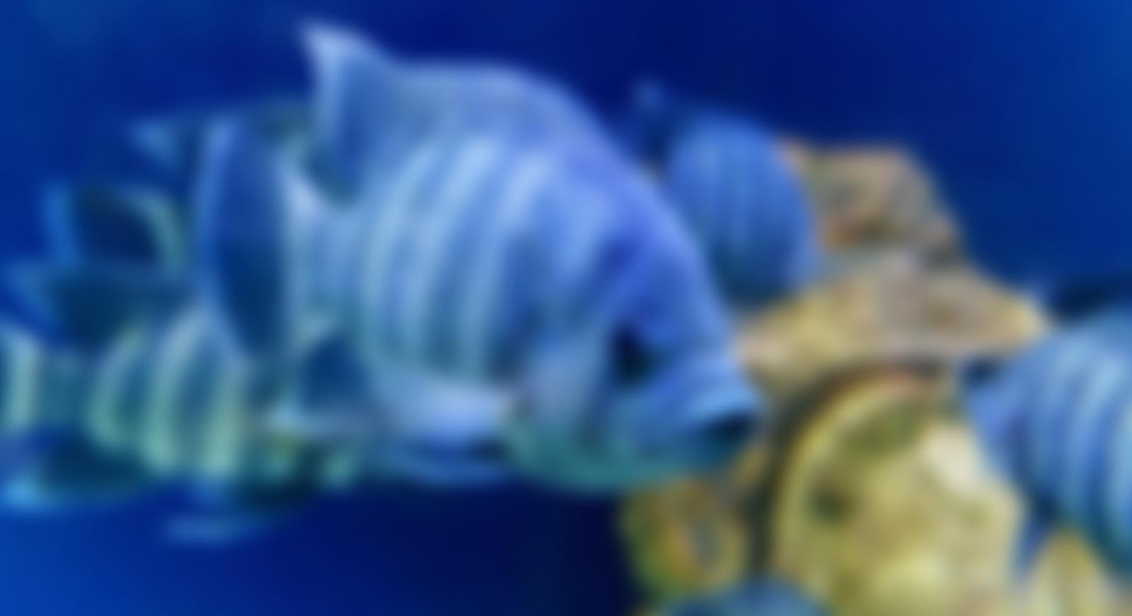 Laboratory Animals Limited | Charici