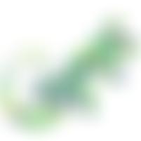 Gecko Sri Lanka | Charici