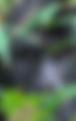 The Gorilla Organization | Charici