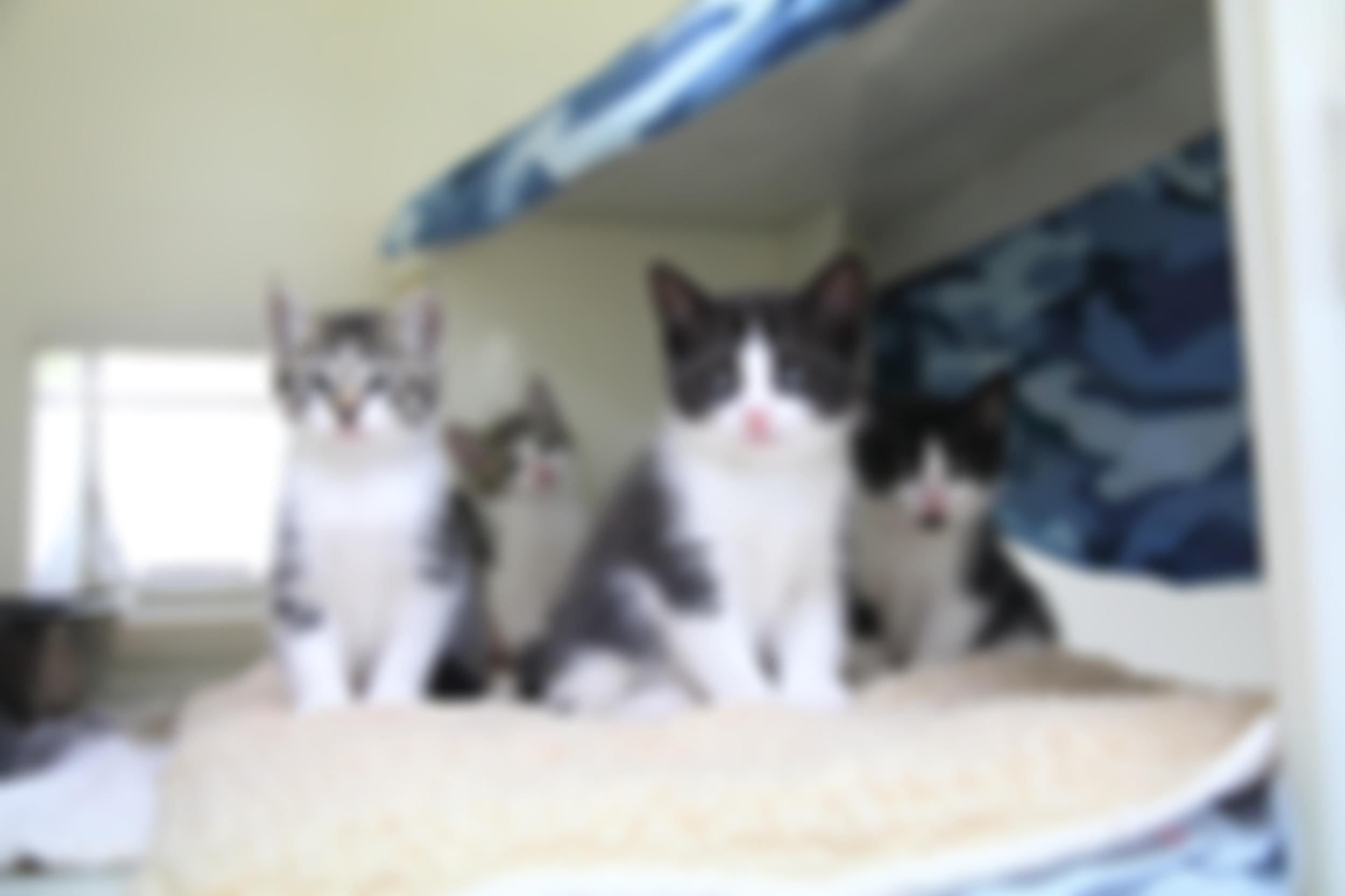 Royal Society For The Prevention Of Cruelty To Animals Sussex East And Hastings Branch | Charici