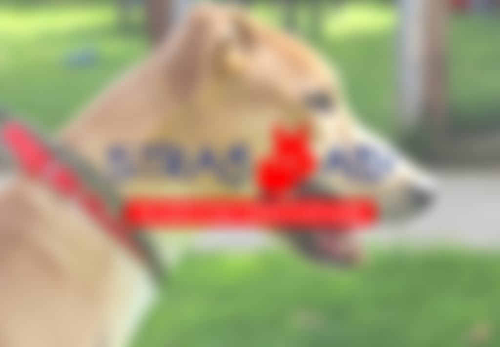 Stray Aid Ltd | Charici