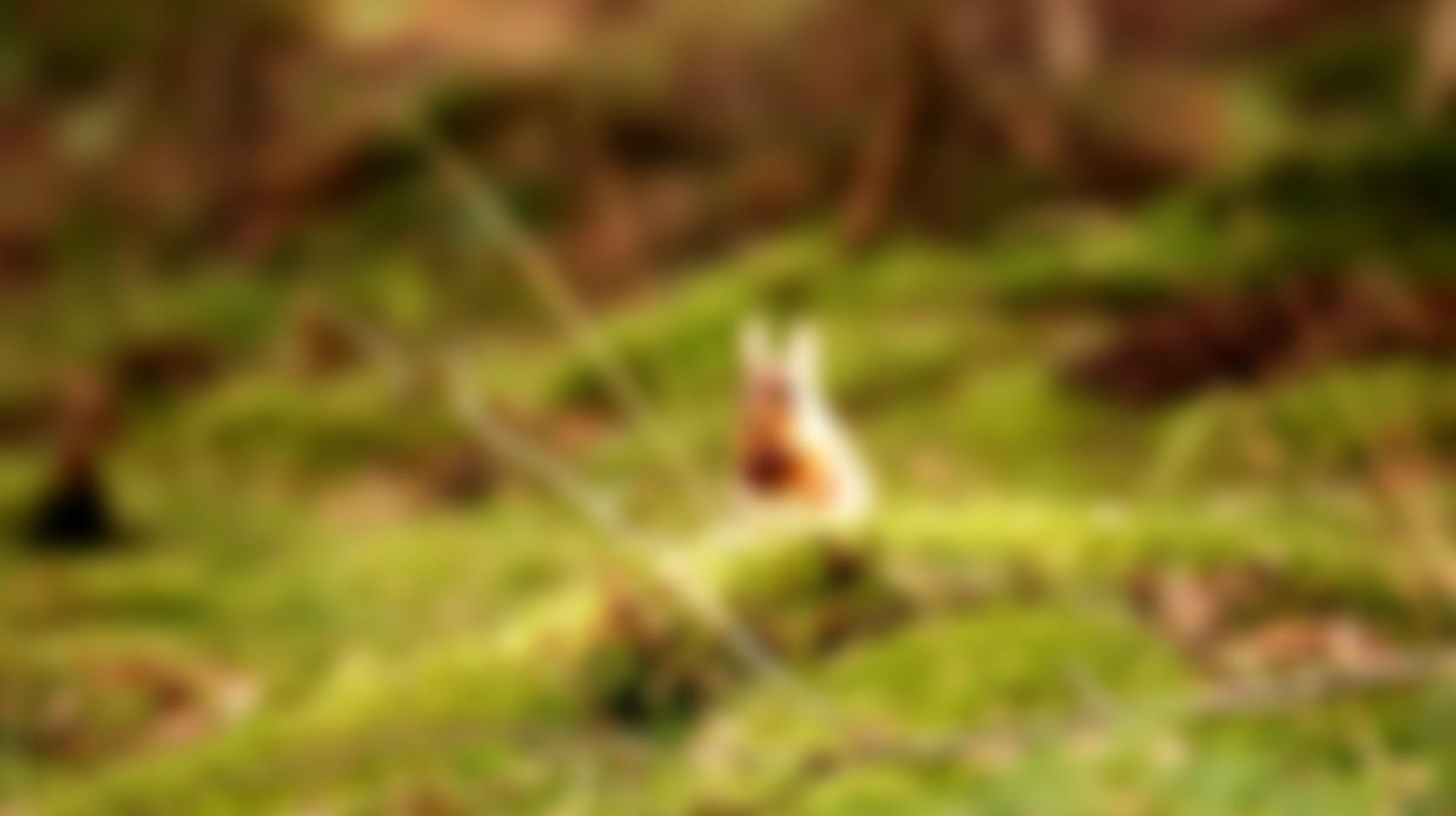 Penrith District Red Squirrel Group | Charici