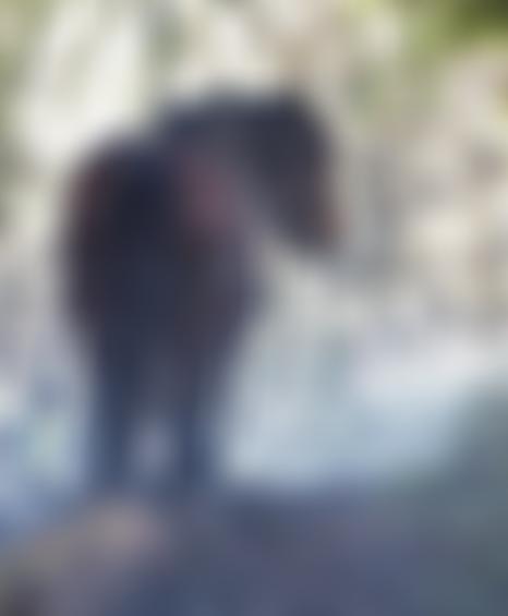 British Horse Loggers Charitable Trust | Charici