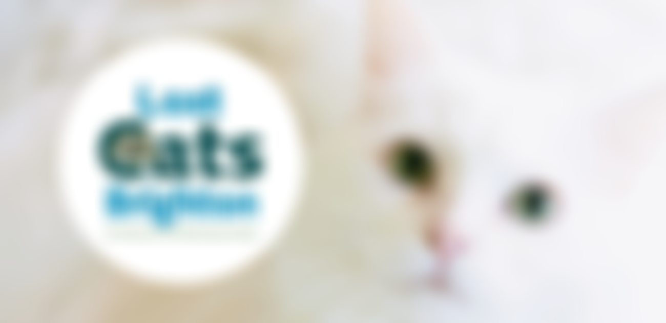 Lost Cats Brighton | Charici