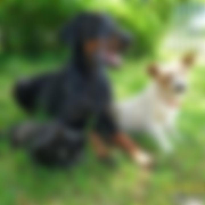 Wanderers Haven Animal Sanctuary | Charici