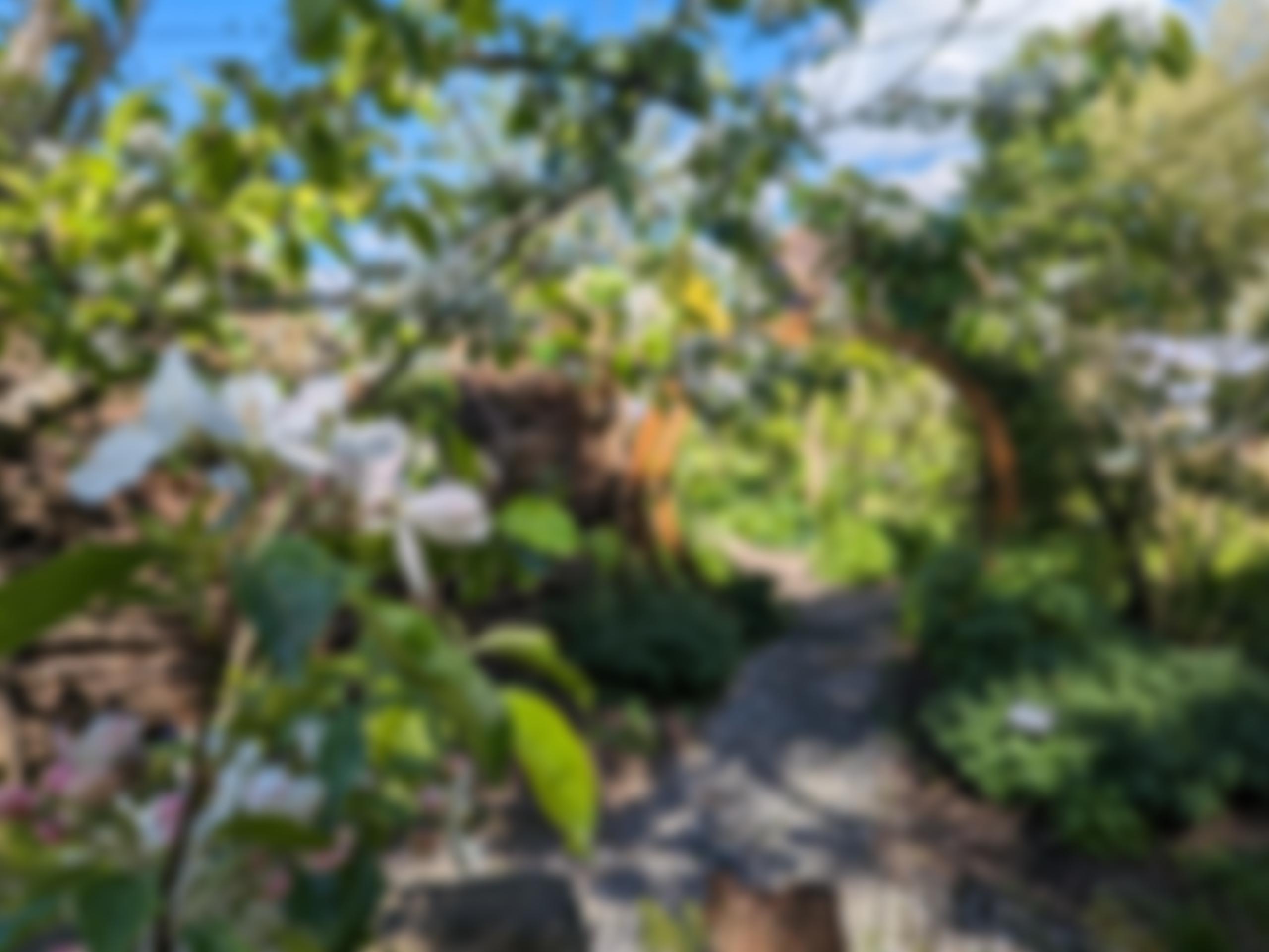 Abbey Physic Community Garden | Charici