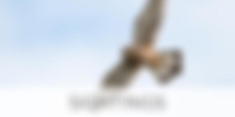 Gower Ornithological Society | Charici