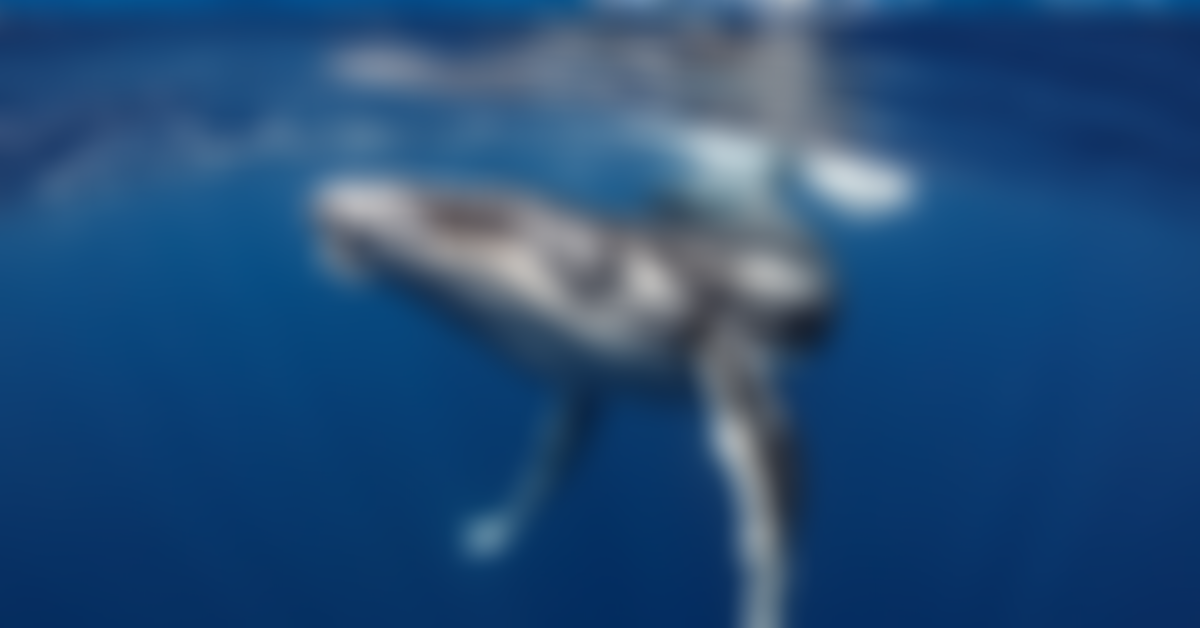Oceana UK | Charici
