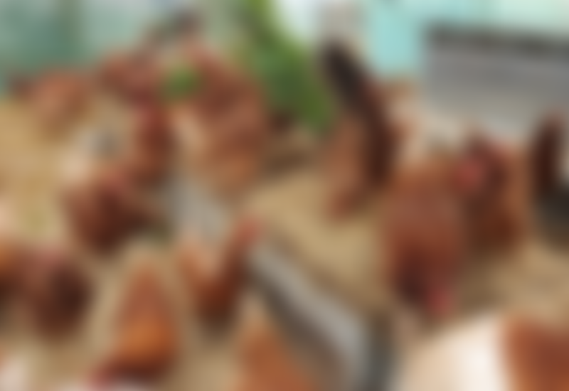 Lane End Farm Trust | Charici