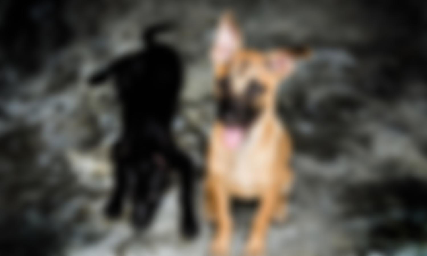 Animal Sos Sri Lanka | Charici