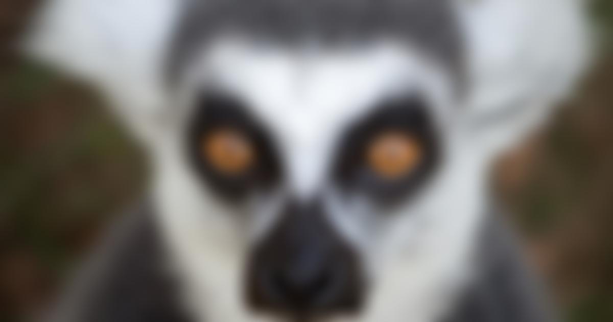 Durrell Wildlife Conservation Trust - UK | Charici