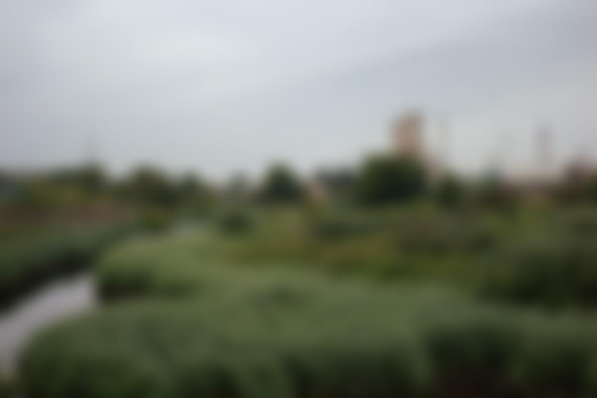 Cement Fields | Charici