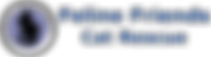 Feline Friends Limited | Charici