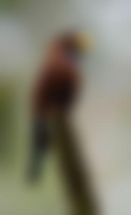 Sangha Tri-National Trust Fund Limited | Charici