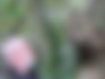 Friends Of Alalay (Santa Cruz) | Charici