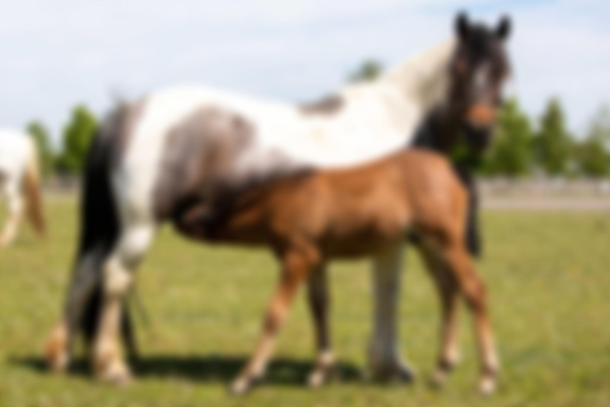 World Horse Welfare | Charici