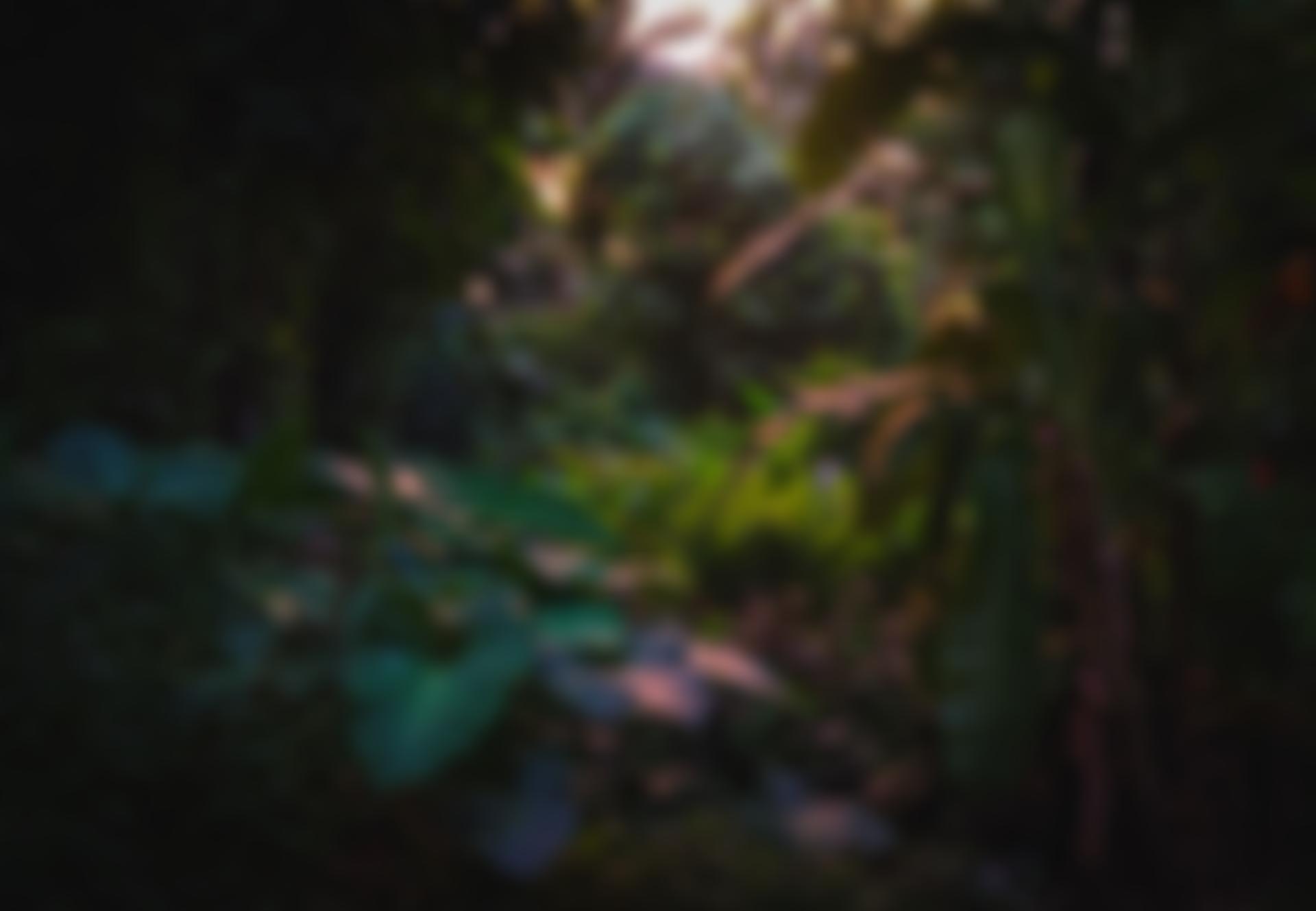 Inga Foundation | Charici