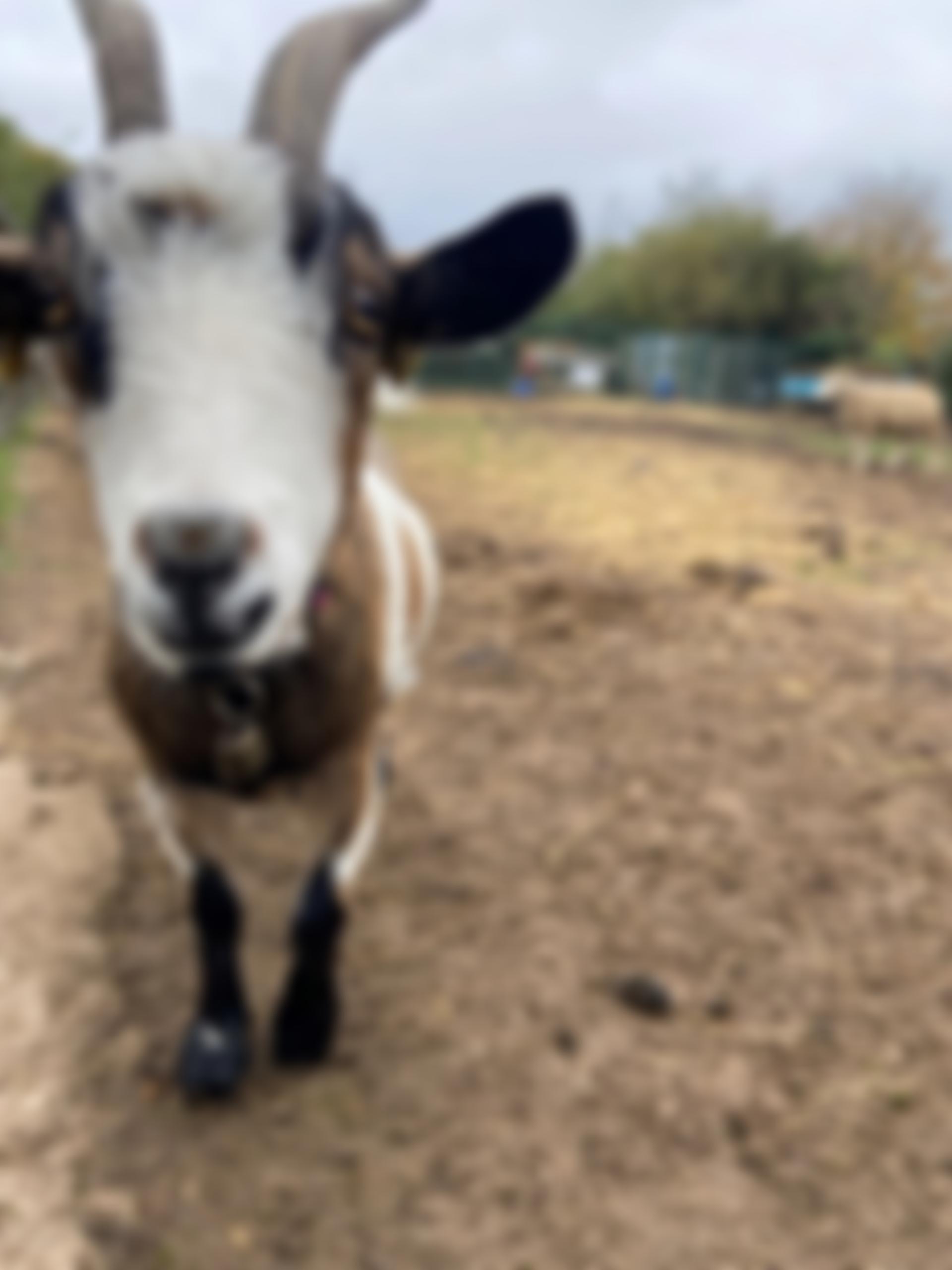 The Stonebridge City Farm | Charici