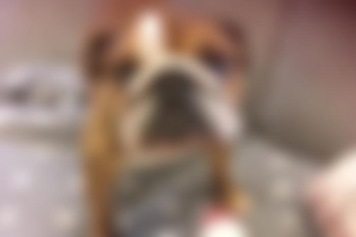 East Midlands Dog Rescue | Charici