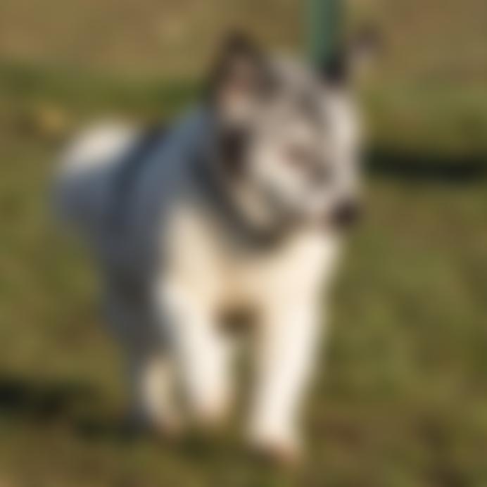 Royal Society For The Prevention Of Cruelty To Animals Essex Mid & North Branch | Charici
