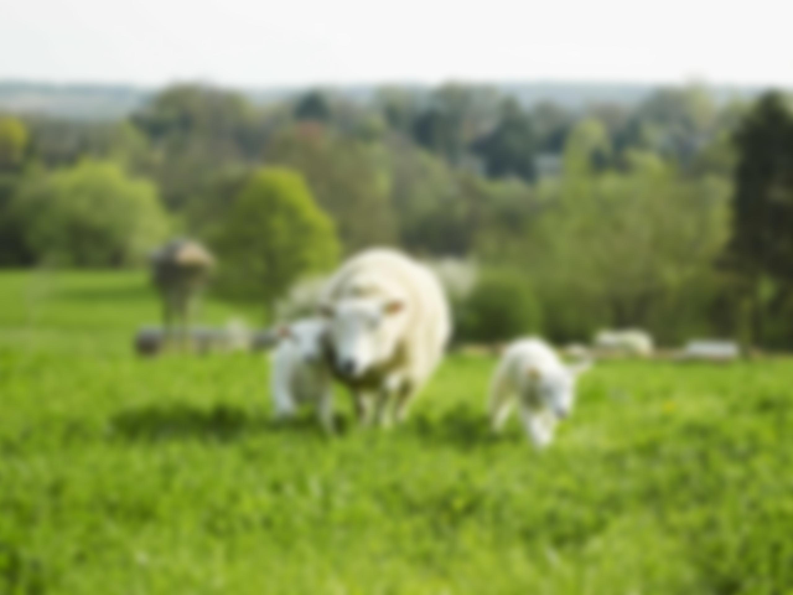 St Anthony's Trust | Charici