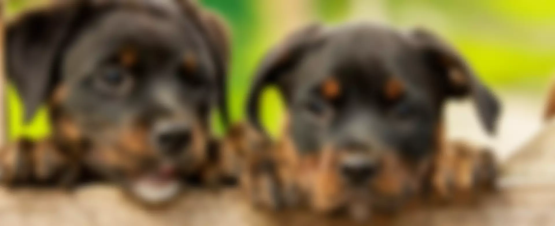 Royal Society For The Prevention Of Cruelty To Animals South East Somerset Branch | Charici