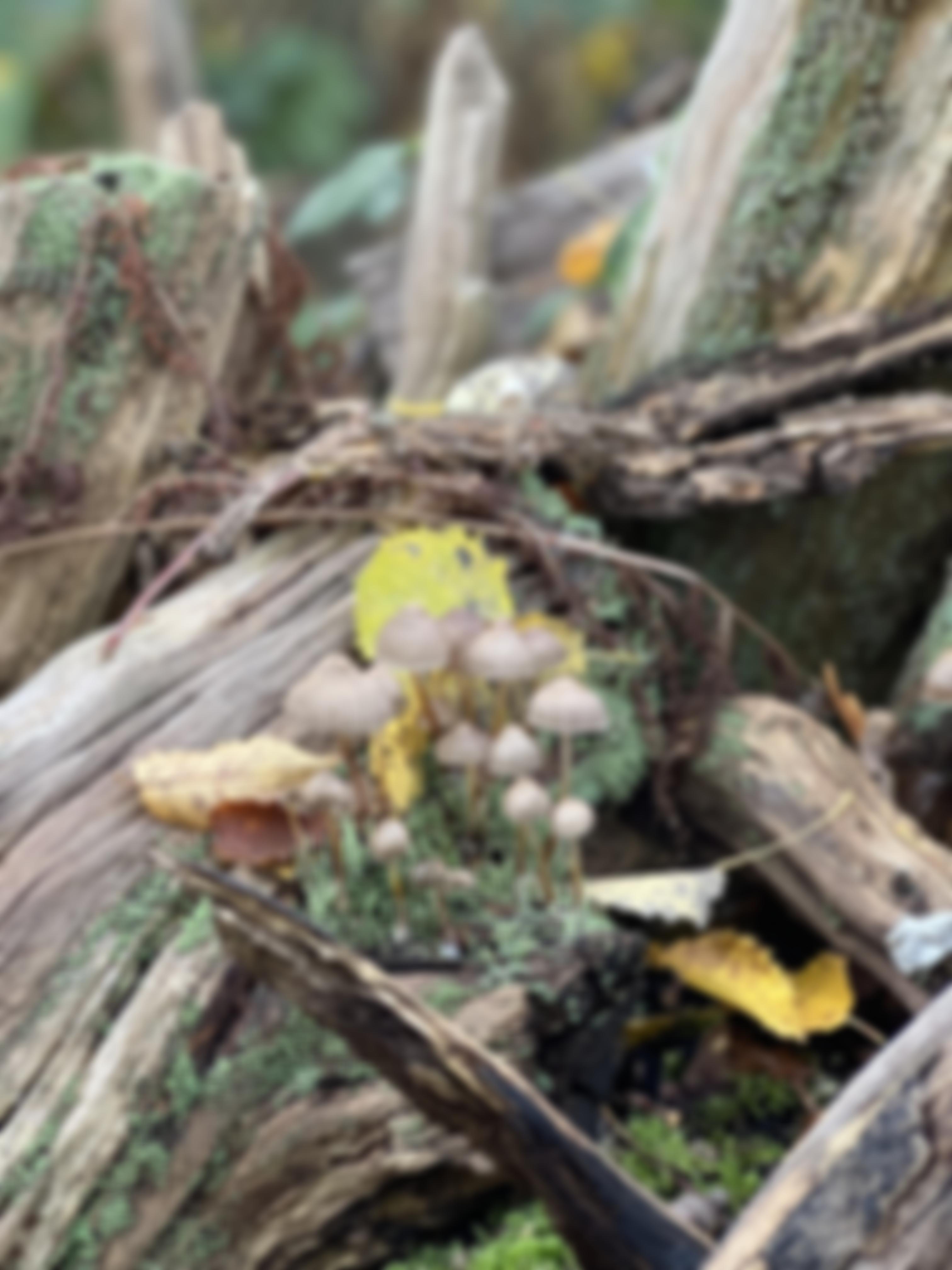 Environmental Conservation Co-Operative | Charici