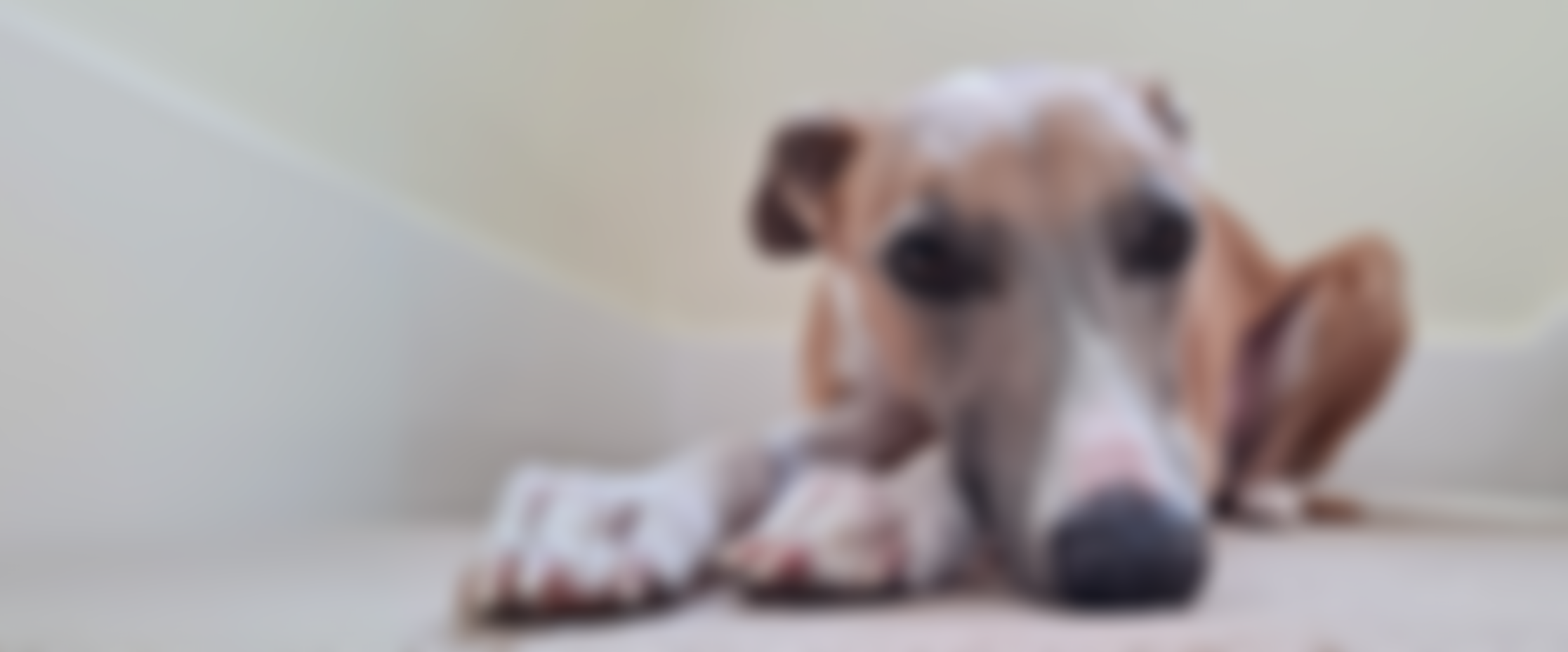 Forever Hounds Trust | Charici