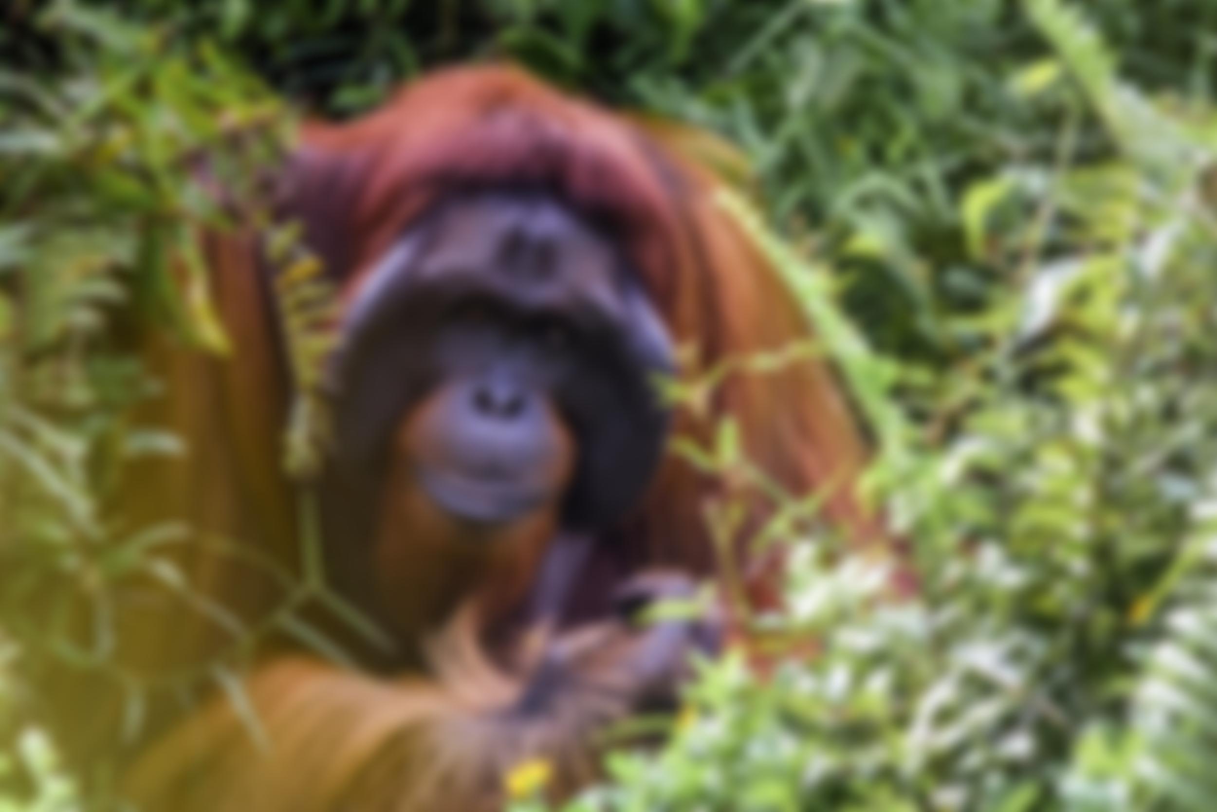 Orangutan Land Trust | Charici