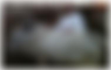 Balkrishna Gaushala Panjrapod Charitable Trust (UK) | Charici